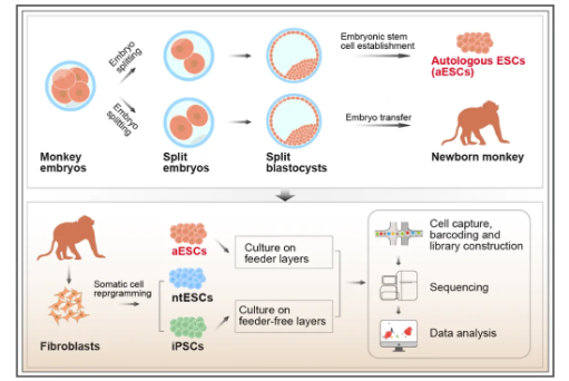 全球首例!我国灵长类自体胚胎干细胞成功构建