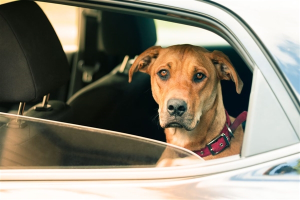 狗权至上!澳大利亚堪培拉立法:狗主人必须每天陪伴狗3个