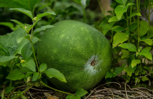 中医推荐夏日降暑奇招:抱冬瓜睡觉!含水量高达96% 洗净不削皮