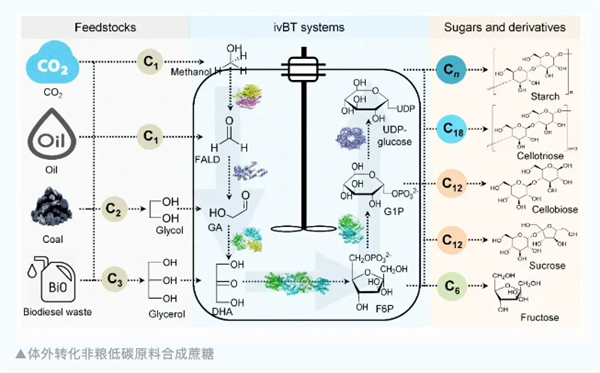 无需依赖种植甘蔗！中科院首次实现甲醇合成蔗糖