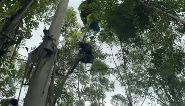 女子学滑翔伞 起飞十几秒突然坠落 大树救一命