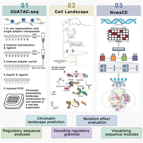 浙大推出“女娲”AI模型!破解基因组密码 全球领先