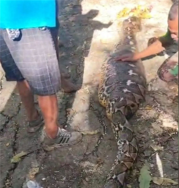 印尼8米长巨蟒吞食一老人!因肚子太大被村民怀疑