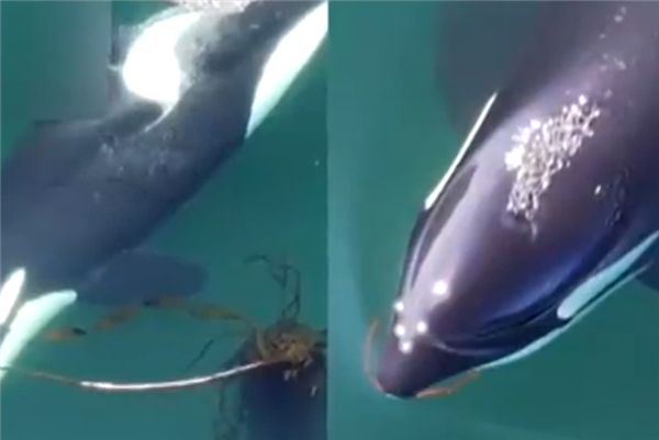 科学家发现虎鲸爱搓澡：用的是你喜欢吃的海带