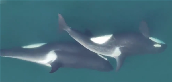 科学家发现虎鲸爱搓澡：用的是你喜欢吃的海带