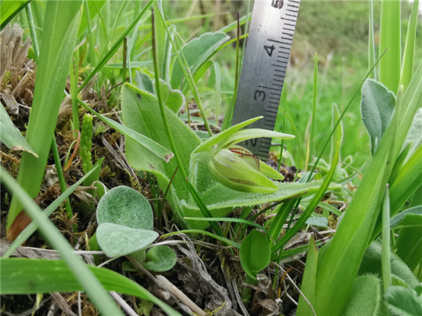 第一次!成都邛崃山发现“仙女的拖鞋”