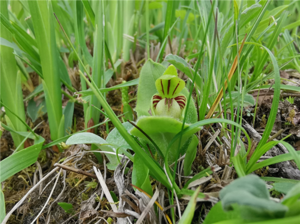 第一次!成都邛崃山发现“仙女的拖鞋”