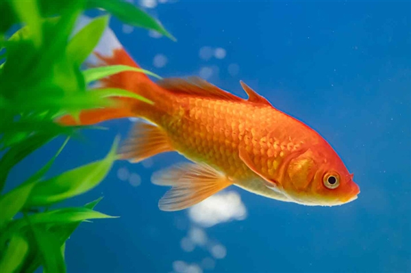 “巧克力”大爷直播钓鱼引万人围观:皮肤晒成酱油色