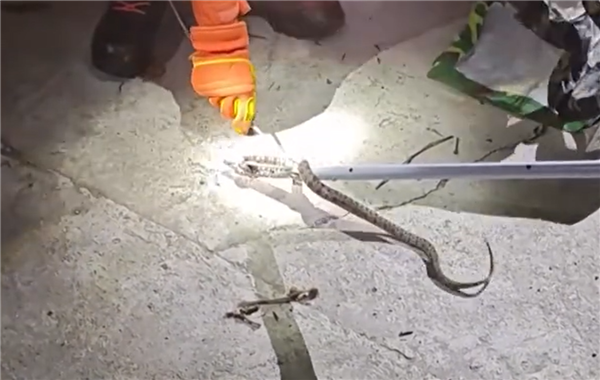 猫咪立大功!贵州一农户家井中发现剧毒烙铁头蛇