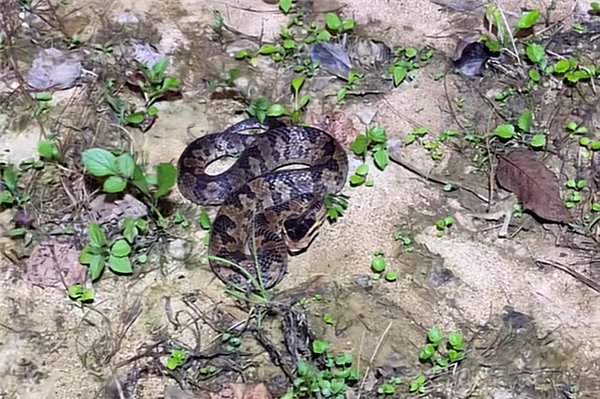 猫咪立大功!贵州一农户家井中发现剧毒烙铁头蛇