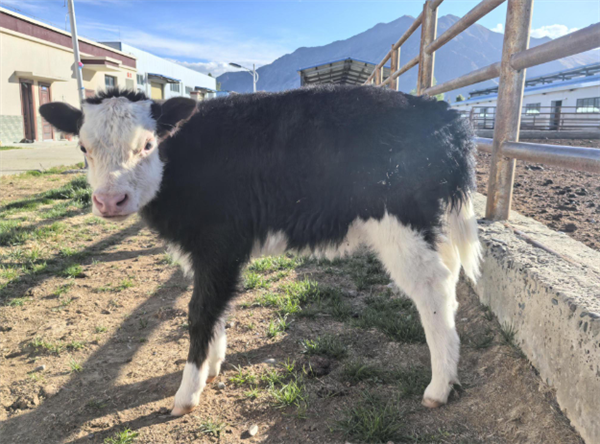 全球首例!体细胞克隆犏牛在藏诞生