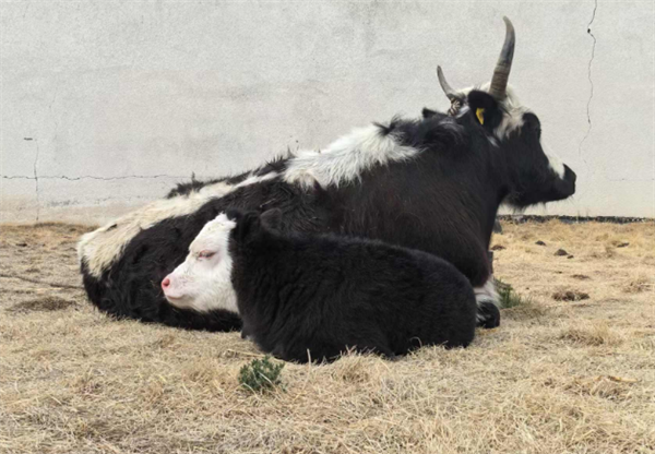 全球首例!体细胞克隆犏牛在藏诞生