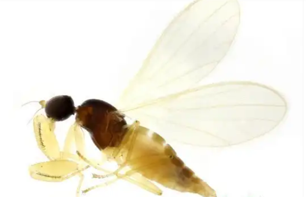 神农架发现稀有昆虫物种 系我国首次记录 体型仅2毫米