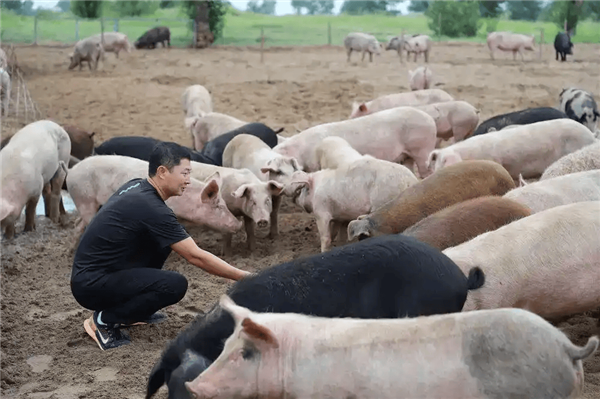 中国人在沙漠里放了10万头黑猪：解决世界级治沙难题
