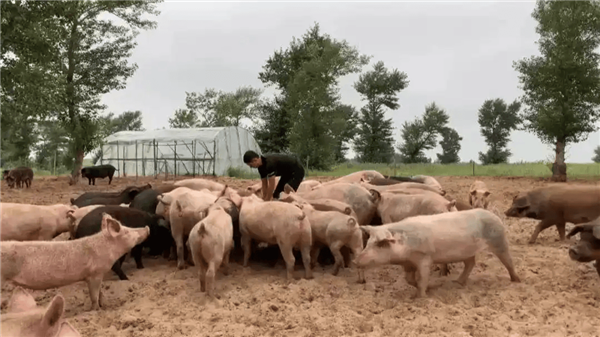 中国人在沙漠里放了10万头黑猪：解决世界级治沙难题