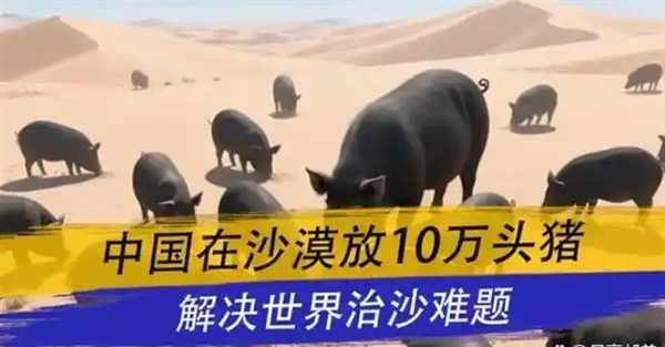 中国人在沙漠里放了10万头黑猪：解决世界级治沙难题