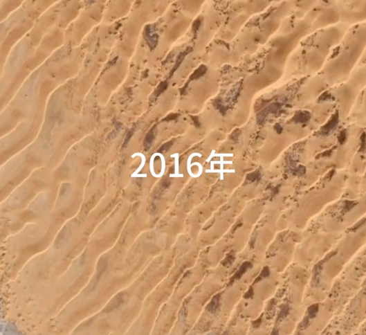 中国人在沙漠里放了10万头黑猪：解决世界级治沙难题