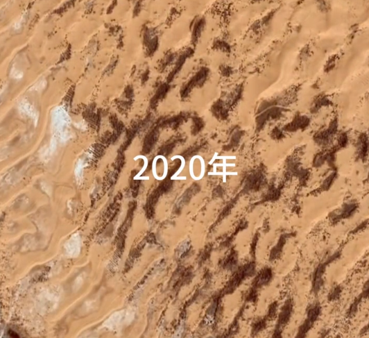 中国人在沙漠里放了10万头黑猪：解决世界级治沙难题