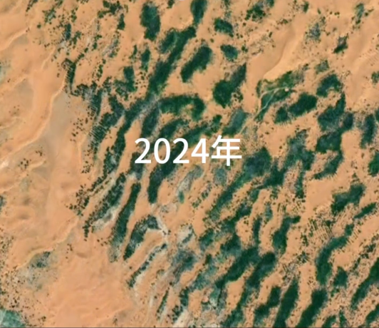 中国人在沙漠里放了10万头黑猪：解决世界级治沙难题