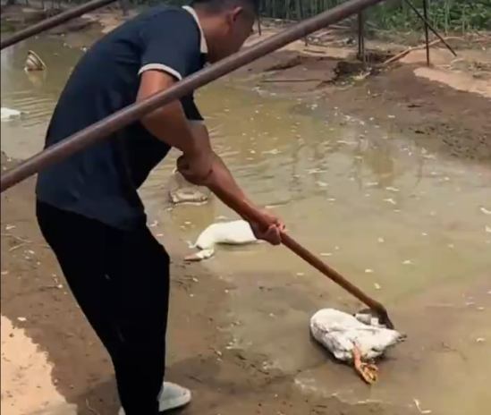 全国体感超45℃区域达到最大!河南网友:养鹅十多年头一次见鹅热死在水里