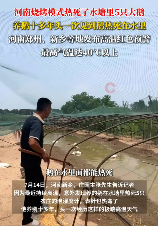 全国体感超45℃区域达到最大!河南网友:养鹅十多年头一次见鹅热死在水里