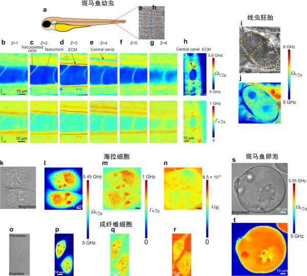我国成功研制全球首台高时空分辨布里渊显微镜:首次亚毫秒、亚微米