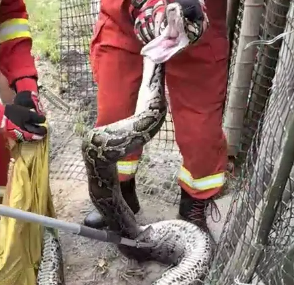 福建一农民家惊现80斤巨蟒:吞了两只鸡 还张开血盆大口吓唬人