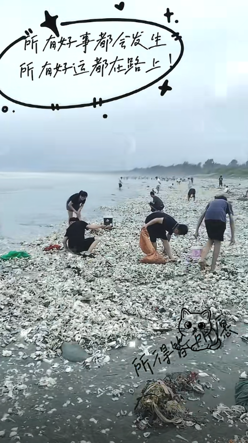 “韦帕”过境广东一海滩遍地海鲜 专家提醒:当心这种细菌引发败血症