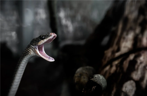 男子被毒蛇咬伤 网友隔空提醒救命