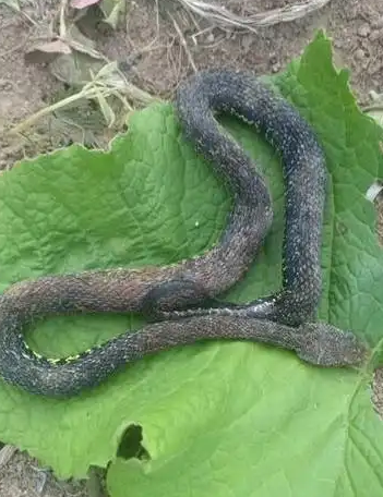 男子被毒蛇咬伤 网友隔空提醒救命