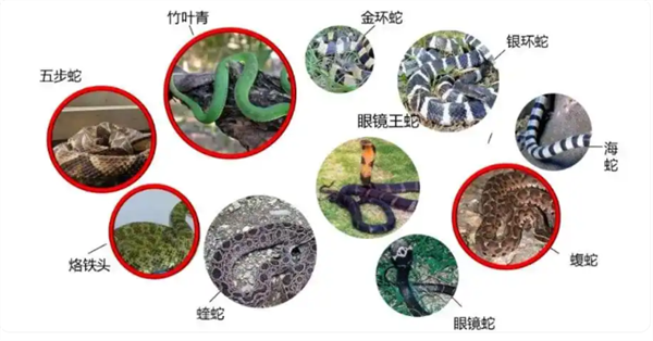 男子被毒蛇咬伤 网友隔空提醒救命