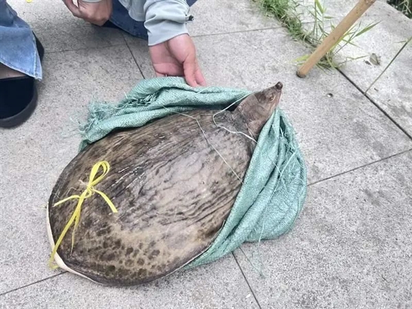 多地街头贩卖“野生鳖”:不要吃、更不能买来放生!