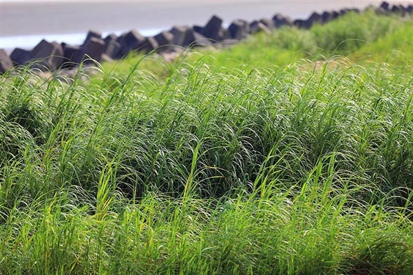 多地街头贩卖“野生鳖”:不要吃、更不能买来放生!