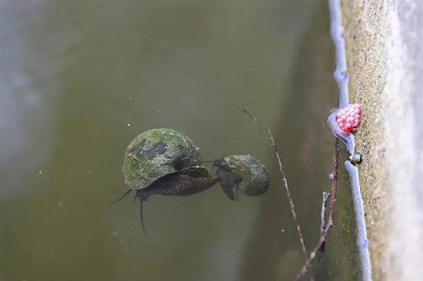 多地街头贩卖“野生鳖”:不要吃、更不能买来放生!
