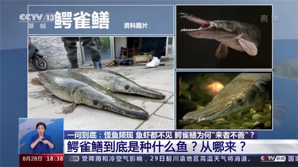 多地街头贩卖“野生鳖”:不要吃、更不能买来放生!