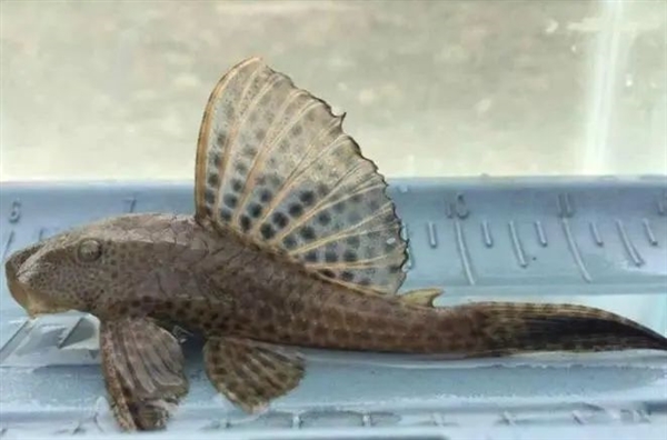 多地街头贩卖“野生鳖”:不要吃、更不能买来放生!