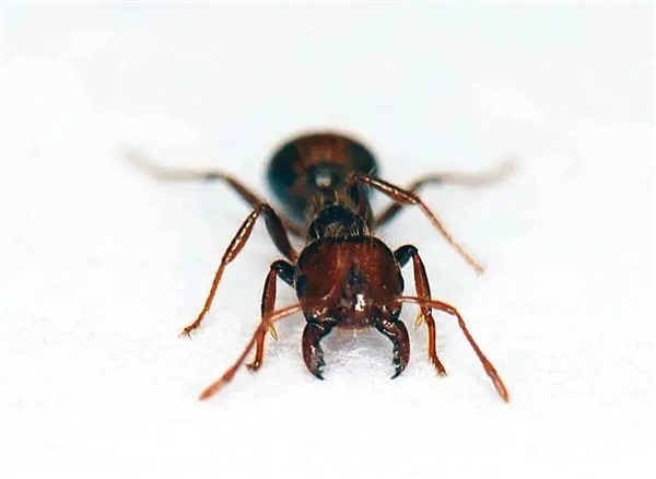 多地街头贩卖“野生鳖”:不要吃、更不能买来放生!