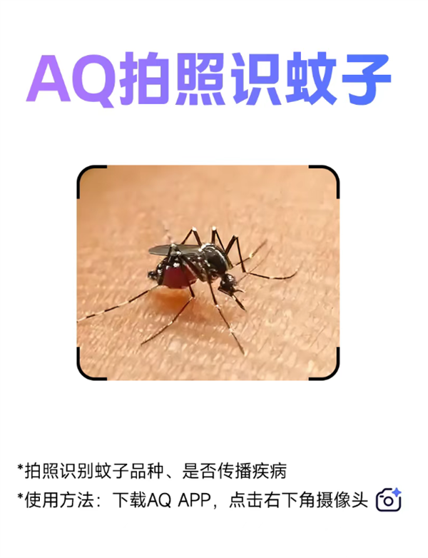 广东发生基孔肯雅热疫情 AQ上线拍照识蚊子功能:支持品种识别