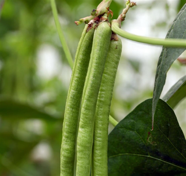 美甲竟成为干农活神器:大爷大娘排队贴摘豆角甲片