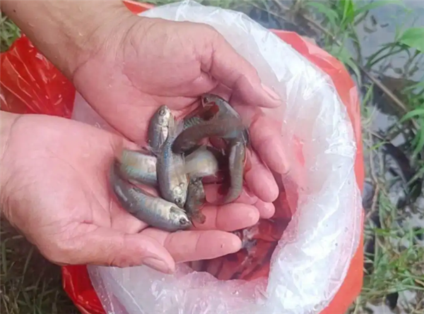 佛山5200条“灭蚊鱼”上岗：以蚊卵及蚊幼虫为食