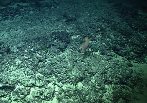 俗称“小飞象章鱼”!我国发现罕见深海章鱼新物种飞天烟灰蛸