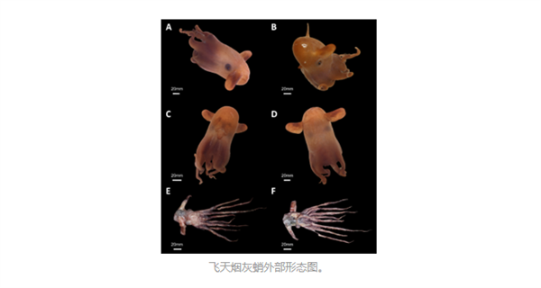 俗称“小飞象章鱼”!我国发现罕见深海章鱼新物种飞天烟灰蛸