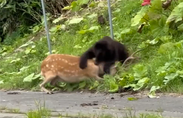 日本北海道一棕熊国道上猎杀活鹿:致交通瘫痪