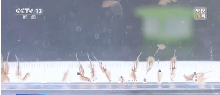 新疆沙漠首次发现盐水丰年虾:是地球上现存较为古老的物种之一 !-图1 新疆沙漠首次发现盐水丰年虾:是地球上现存较为古老的物种之一 !-图1