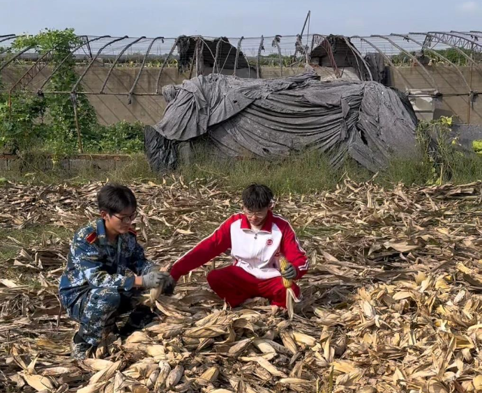 大学生国庆8天假掰了7天半玉米 !直言:“自己多弯一次腰父母就少吃一点苦”!-图1 大学生国庆8天假掰了7天半玉米 !直言:“自己多弯一次腰父母就少吃一点苦”!-图1