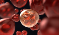 全球首例!我国灵长类自体胚胎干细胞成功构建