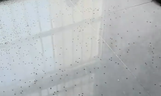 女子32楼家爬满隐翅虫喷了4瓶杀虫剂 老公杀虫中毒 !