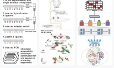 浙大推出“女娲”AI模型！破解基因组密码 全球领先