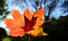 
        		明日立秋 这些换季常见谣言别再信了 !	