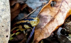 云南发现罕见“美女蛇” 全国累计发现仅10余例 !